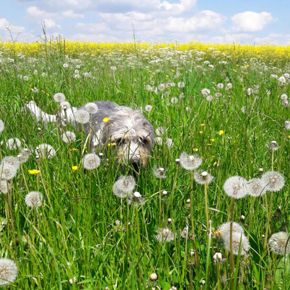 Mit Regeröl gesund und sicher unterwegs im hohen Gras.

