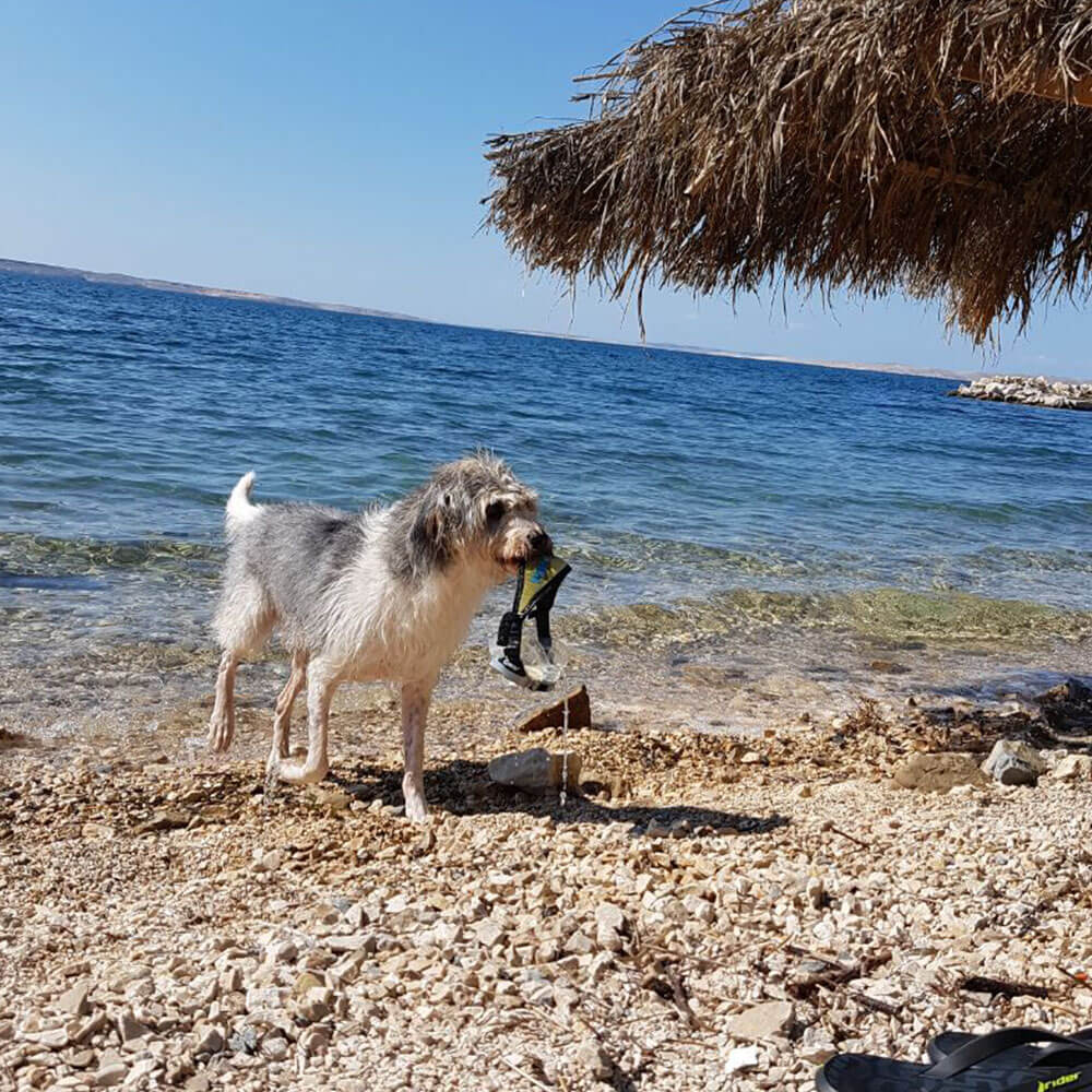 Glücklich und sicher am Hundestrand mit Regeröl.

