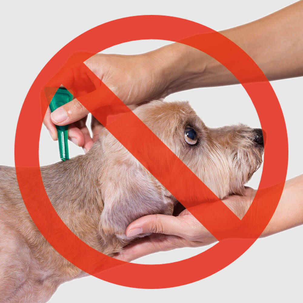 Mit Regeröl natürlich unterwegs ohne giftige Pestizide wie Fipronil, Permethrin, etc.