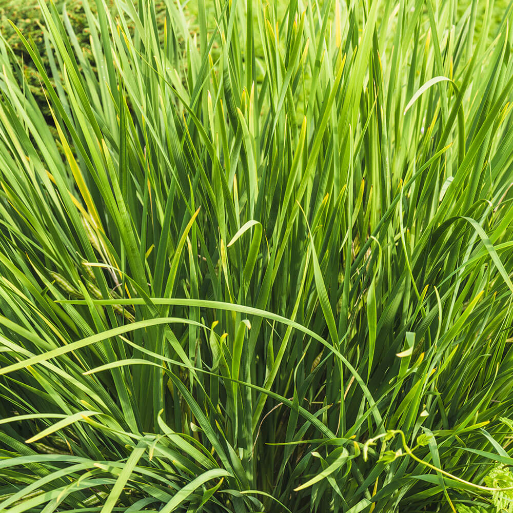 Vollbildaufnahme von grünem Zitronella