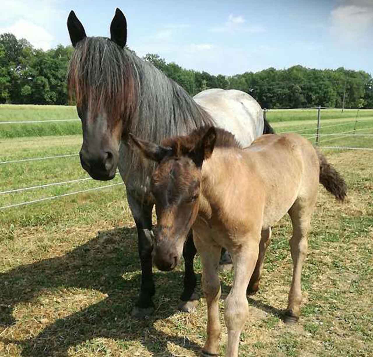 Regeröl Anwendung auch bei Esel 