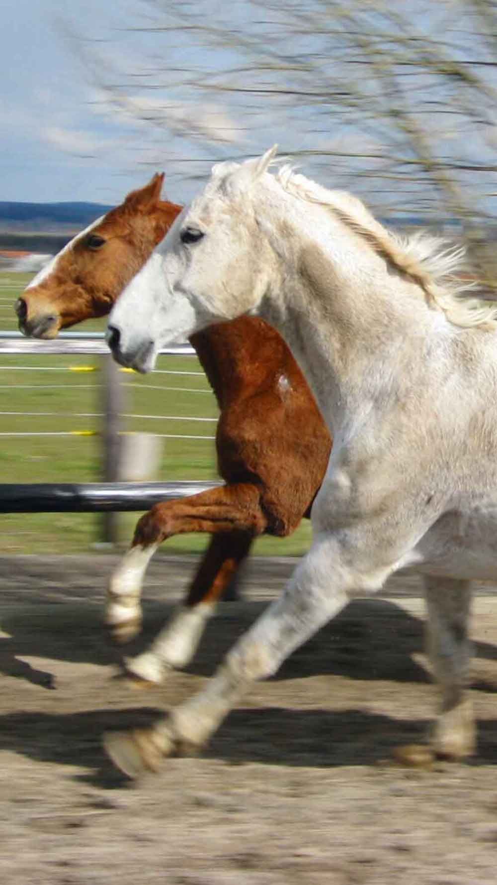 2 Pferde reiten Glücklich auf der Wiese