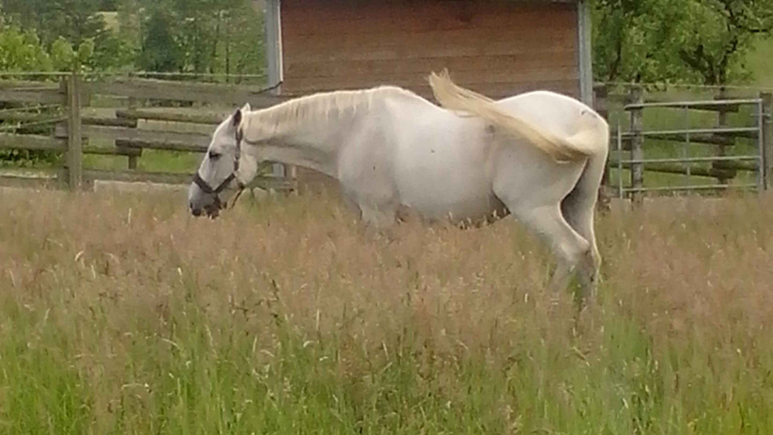 Pferd auf hoher Wiese