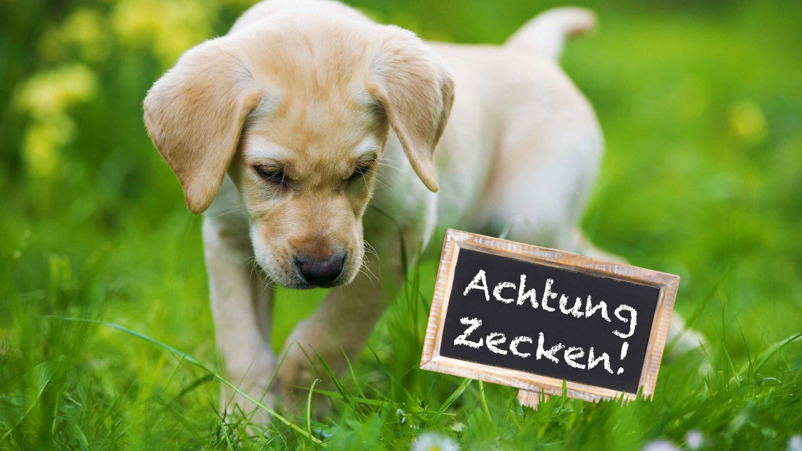 Hund auf der Wiese mit Achtung Zecken Schild 