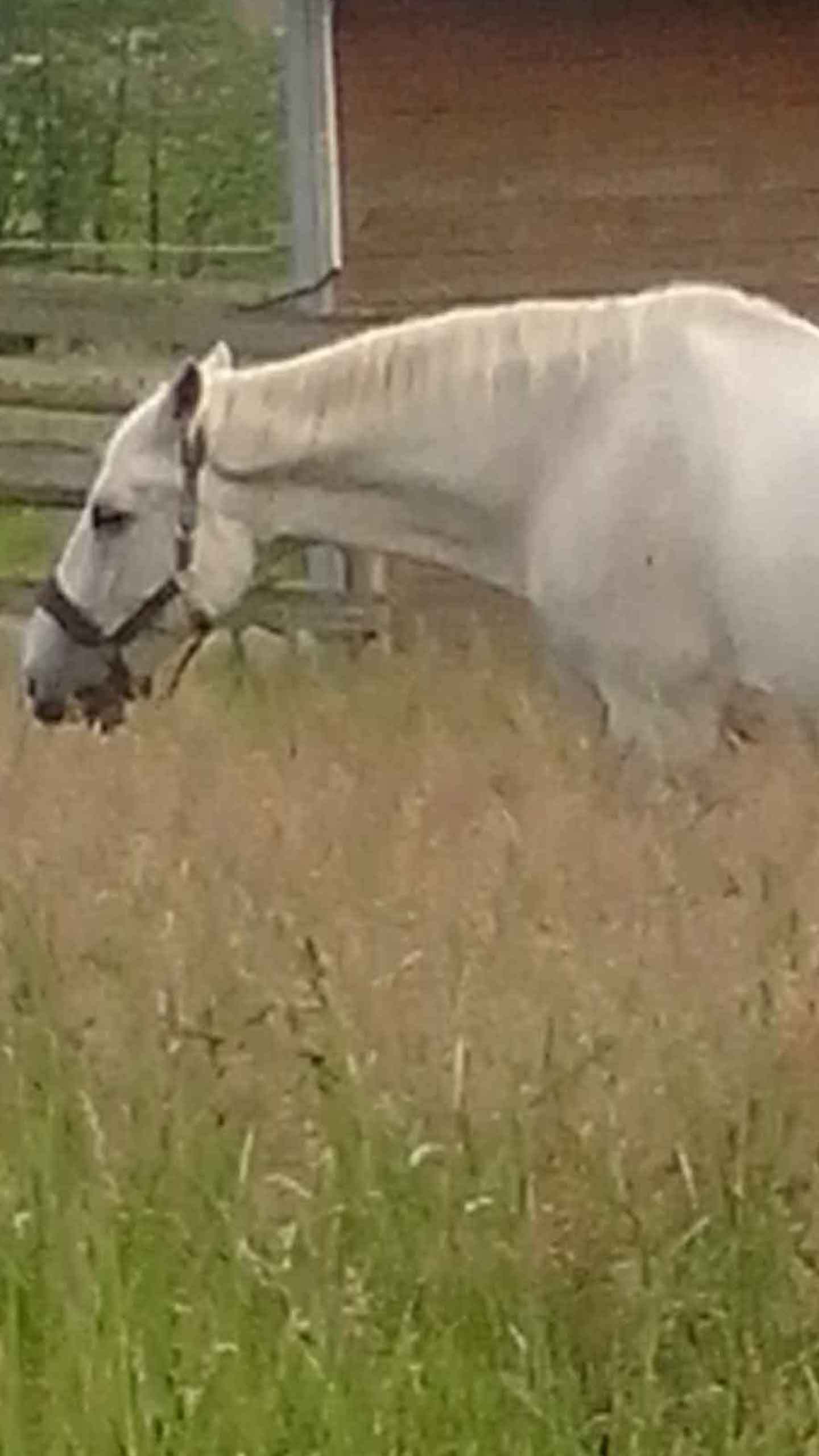 Pferd auf hoher Wiese