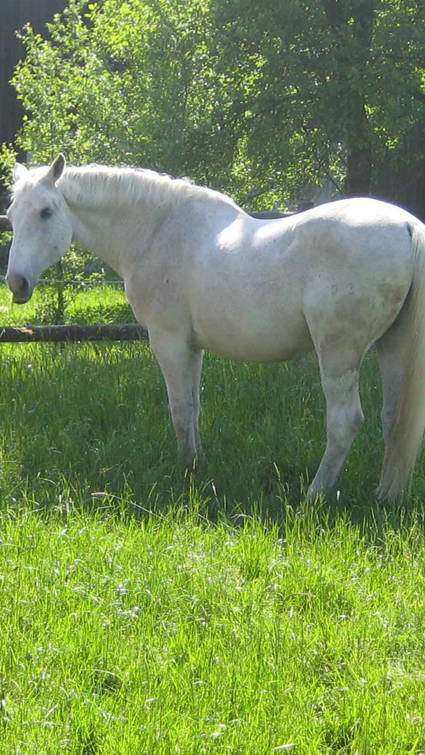 Pferd auf der Wiese im Sommer ohne Zecken