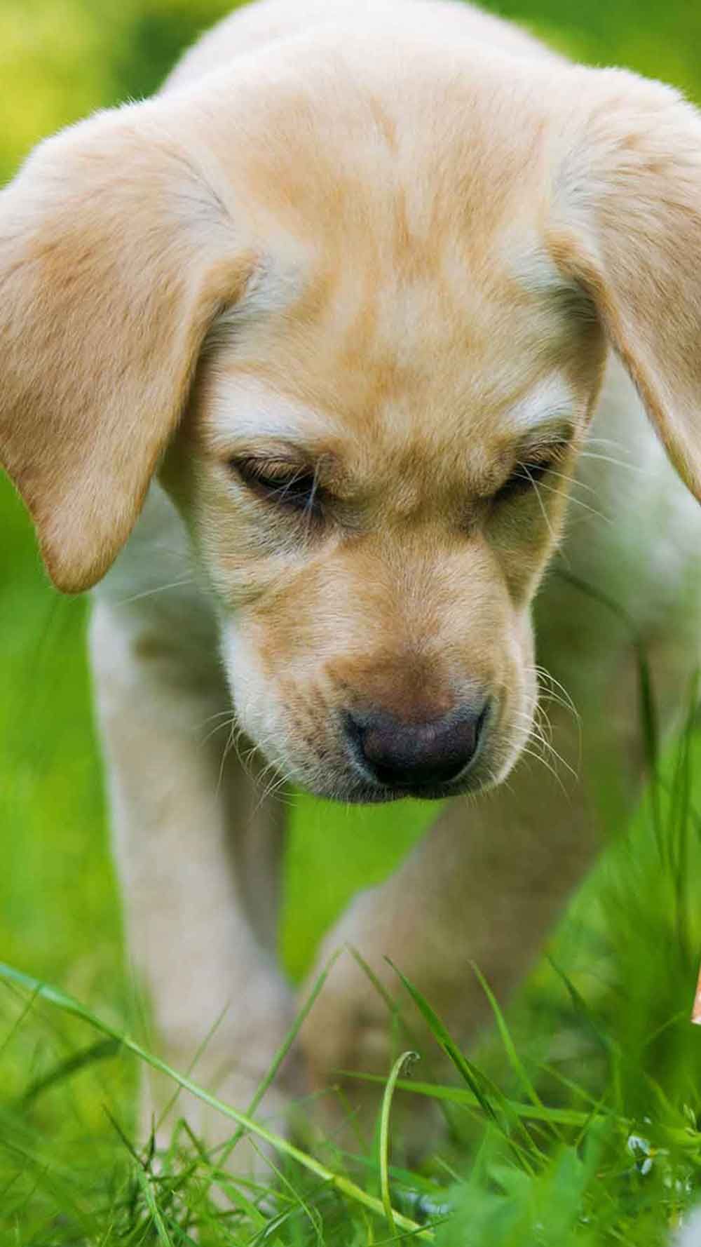 Hund auf der Wiese mit Achtung Zecken Schild 